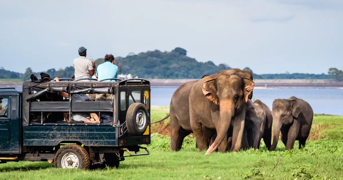 08 Days via Ancient Cities 5 Elephants in Minneriya National Park