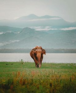 Udawalawa