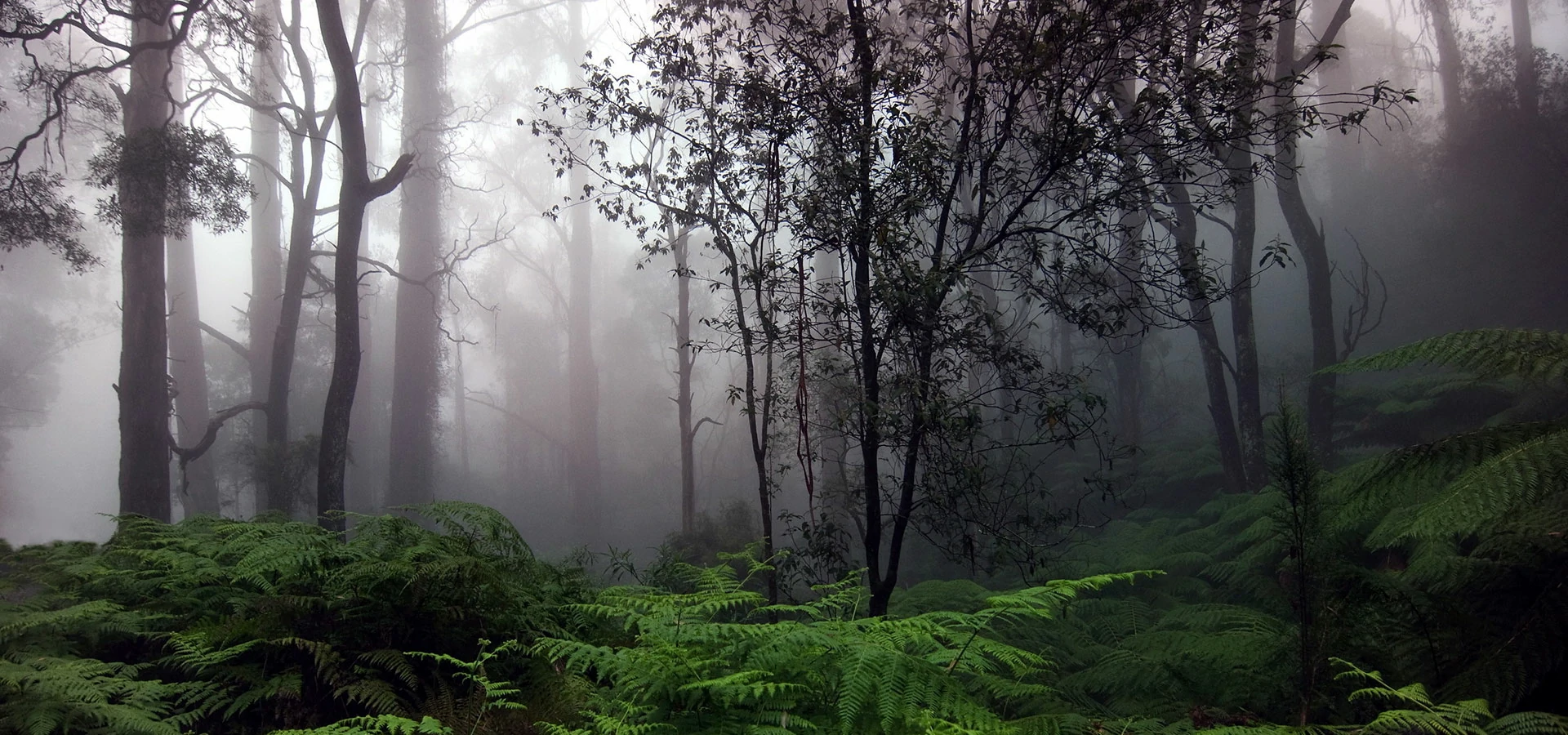 Sinaharaja forest