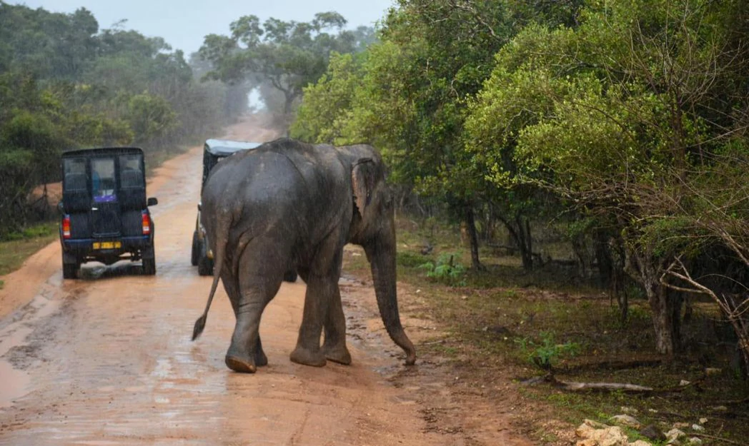 udawalawe1